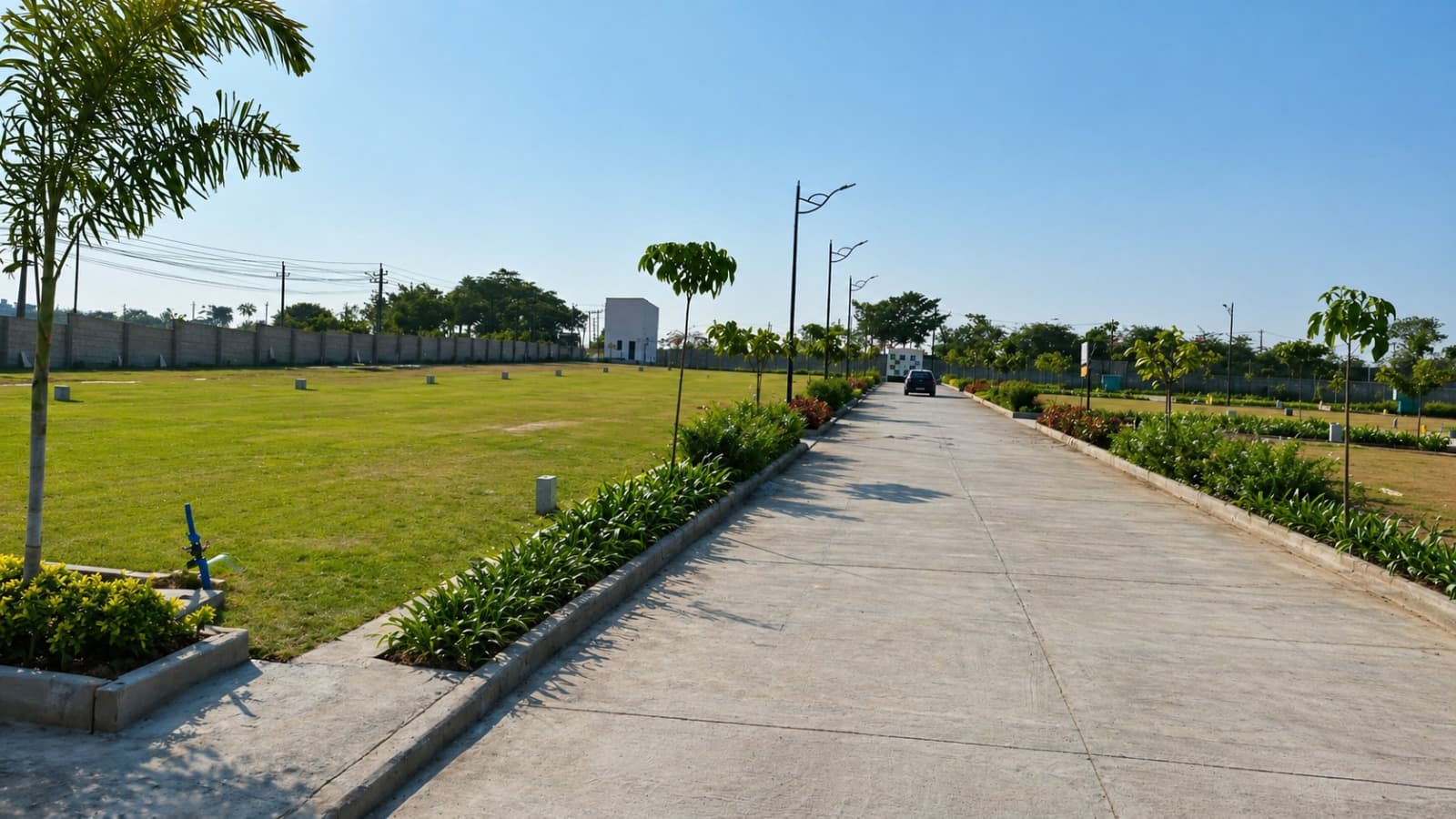 Lawn and palm-lined road